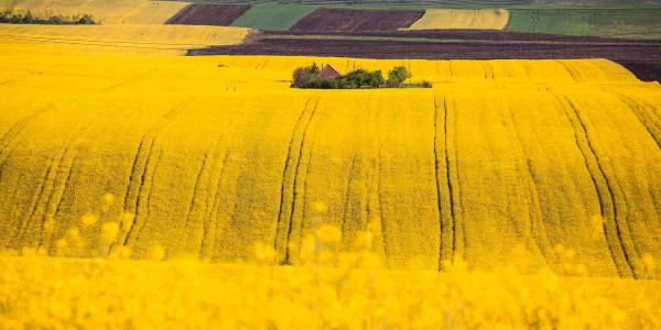 Delimitaciones de Terrenos agrícolas